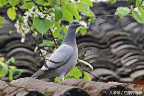 鴿子預兆|【鴿子風水】鴿子築巢、飛來家中的風水徵兆，好運還是凶兆？